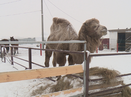 Ферма_Агро-Пустынь