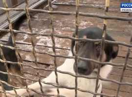 Актуальная тема - Бездомные животные