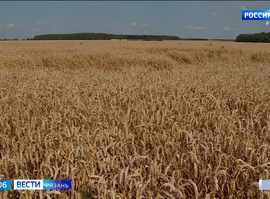 Хранение зерна