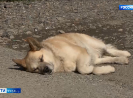 Бездомные животные