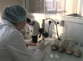 Актуальная тема - Началась подготовка к посевной. Первый этап - проверка семян