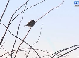 Актуальная тема - Погода, морозы