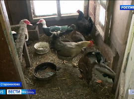 Птичий грипп