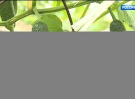 Рязанские фермеры развивают тепличные хозяйства и помогают бойцам СВО