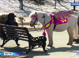 Конный прокат