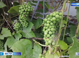 Садовые вредители