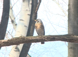 В регион вернулись птицы из теплых стран