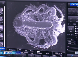 НИИ пчеловодства