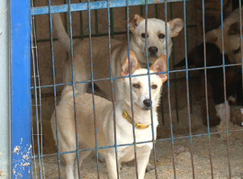 В Рязани открыты пункты сбора вещей для животных