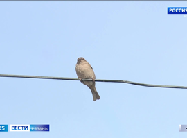 Перепись воробьев