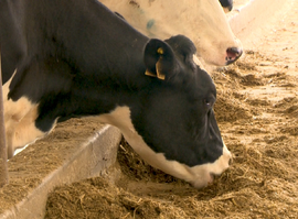 Актуальная тема - Рязанские фермеры отказываются от летнего выгула коров