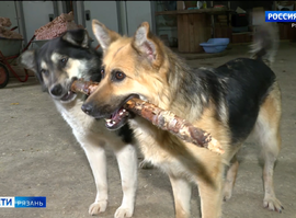 Бродячие собаки