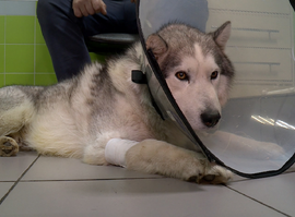 В Рязанской области заметили первых клещей