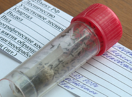 Специалисты проверили, как перезимовали кладки яиц непарного шелкопряда