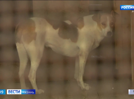 Приют для животных