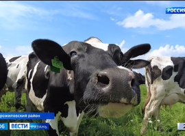 Пастбищное содержание КРС