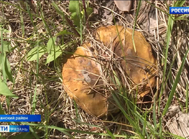 Грибной сезон