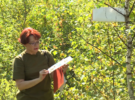 Актуальная тема - В рязанской лесополосе появился шелкопряд