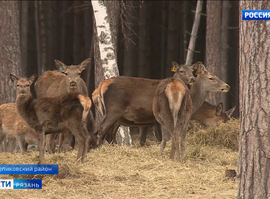 Подкормочные площадки