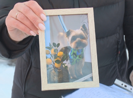 Бездомные собаки