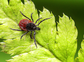 Актуальная тема - За неделю 34 рязанца обратились в медорганизации по поводу укуса клещей