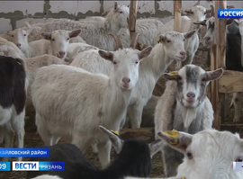 Молочное козоводство