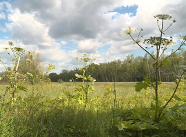 Ученые изобрели новый способ борьбы с борщевиком