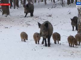 Актуальная тема - Сезон охоты