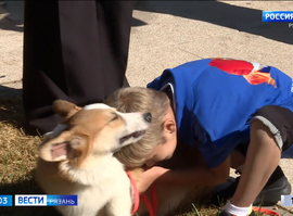 Корги отряд