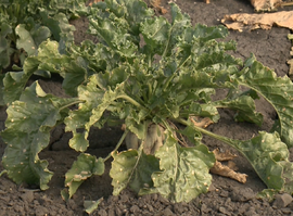 В Рязанской области убирают сахарную свёклу