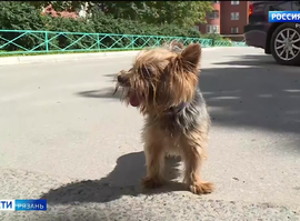 Как помочь четвероногим питомцам в жару: