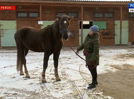 Актуальная тема - Иппотерапия