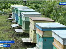 Пчелы_Скопинский район