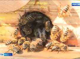 Маркировка пчел