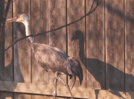Журавля из нацпарка Амурской области передали в Окский заповедник