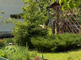 Красота в убыток: за лесную елку, посаженную на даче, можно получить штраф