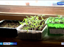 Огород на подоконнике