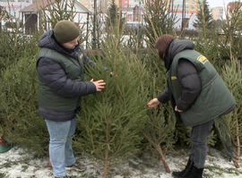 В Рязани прошел рейд по елочным базарам