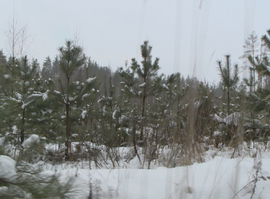 Рейды по вырубке елей