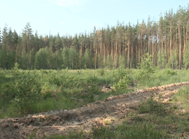 Специалисты восстанавливают рязанские леса после пожаров 2022 года