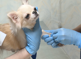 Клещи атакуют: в Рязани зафиксированы первые укусы домашних питомцев