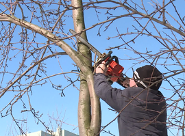 Актуальная тема - Как правильно провести обрезку плодовых деревьев