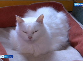 День кошек