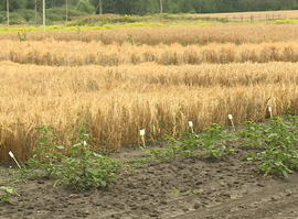 Актуальная тема - Рязанские ученые выводят наиболее перспективные семена