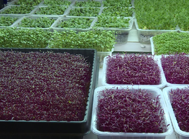 Актуальная тема - «Сити-фермерство»