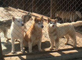 Актуальная тема - Корм для животных