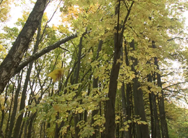 Актуальная тема - Погода