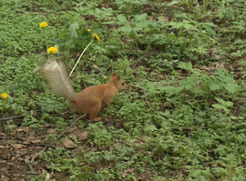 Городские модницы: белки сменили шубки с серых на ярко-рыжие