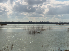 Актуальная тема - Большая вода накрыла Рязанскую область