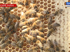 Актуальная тема - Сбор меда